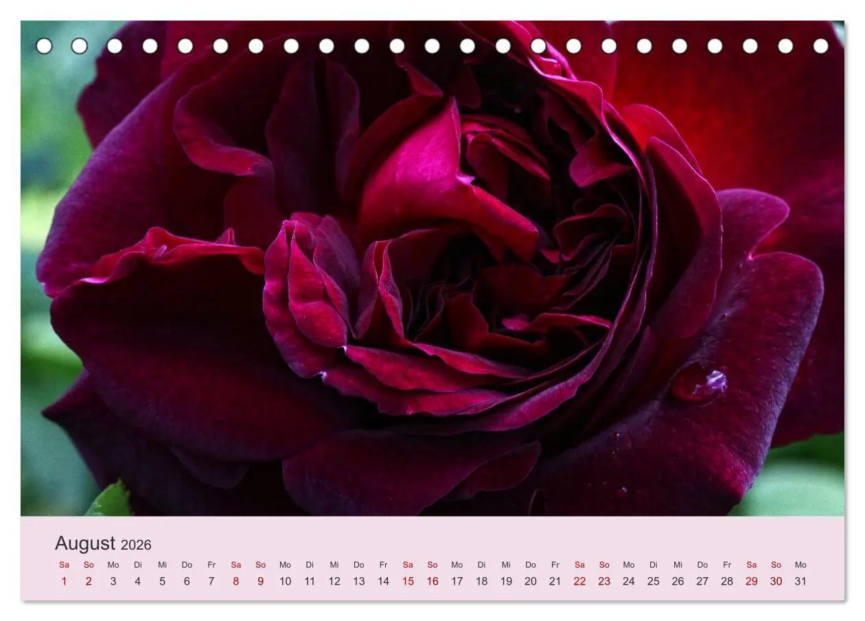 Bild: 9783457907580 | Rosen Reigen im Garten (Tischkalender 2026 DIN A5 quer), CALVENDO...