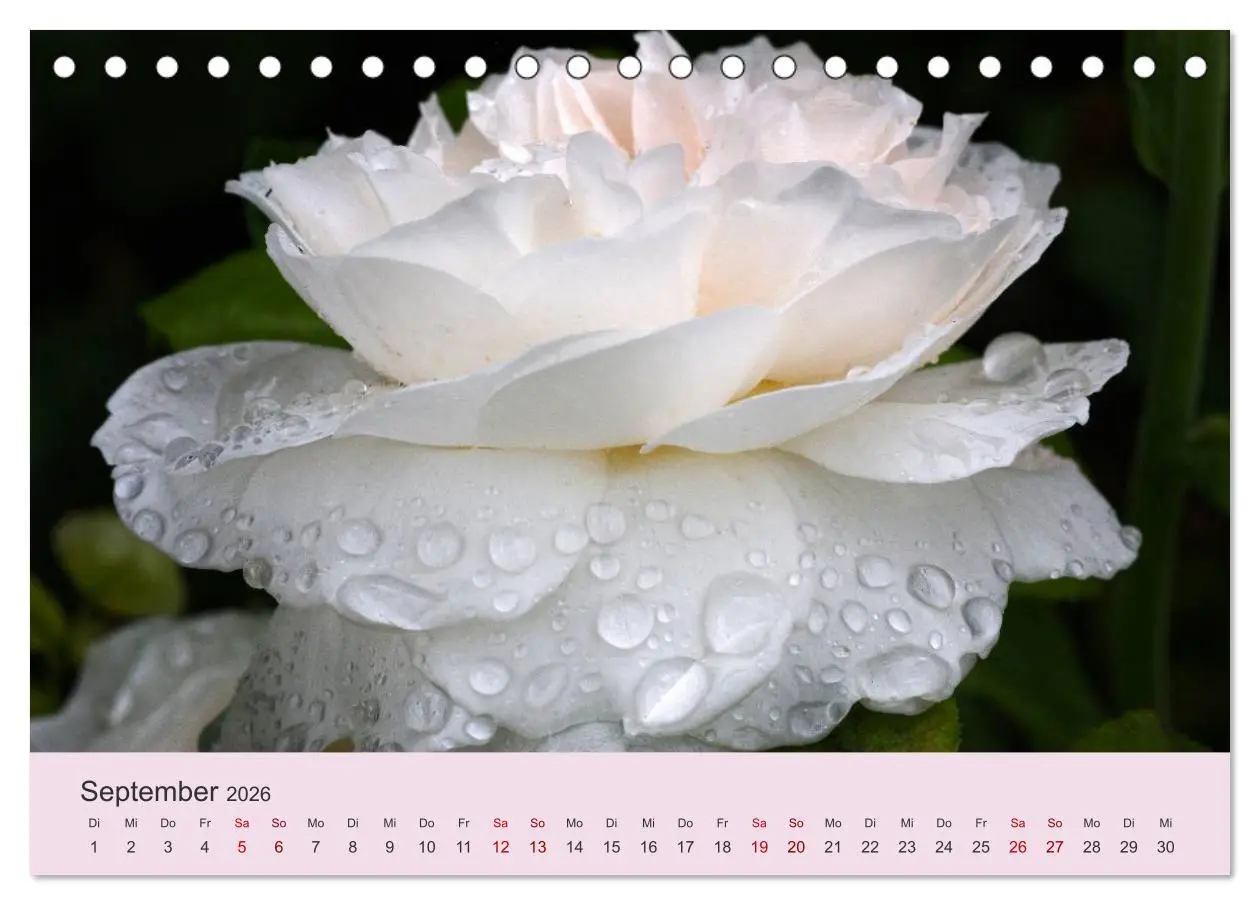 Bild: 9783457907580 | Rosen Reigen im Garten (Tischkalender 2026 DIN A5 quer), CALVENDO...