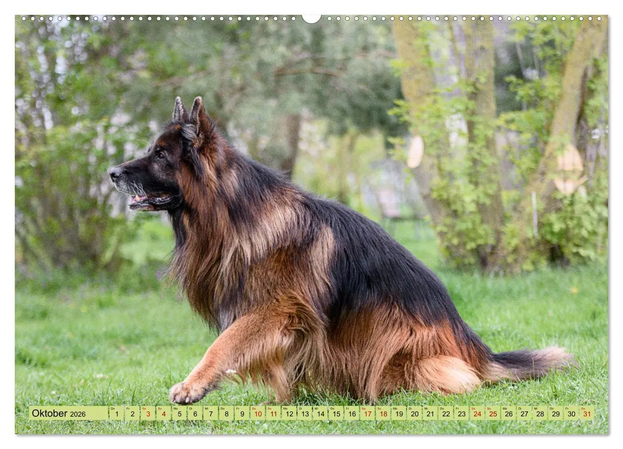 Bild: 9783457517680 | Altdeutsche Schäferhunde - Traumhafte Schäferhunde Langstockhaar...