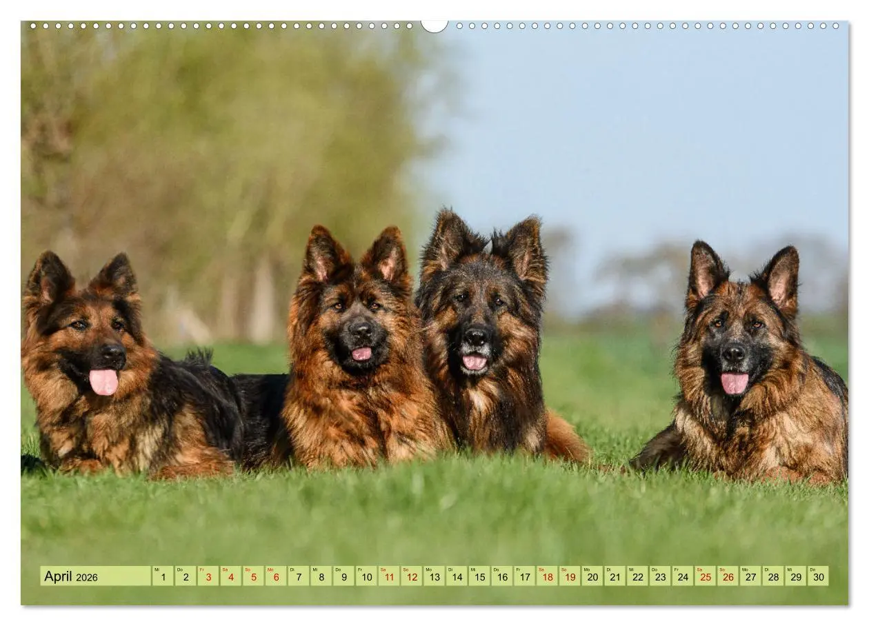 Bild: 9783457517680 | Altdeutsche Schäferhunde - Traumhafte Schäferhunde Langstockhaar...