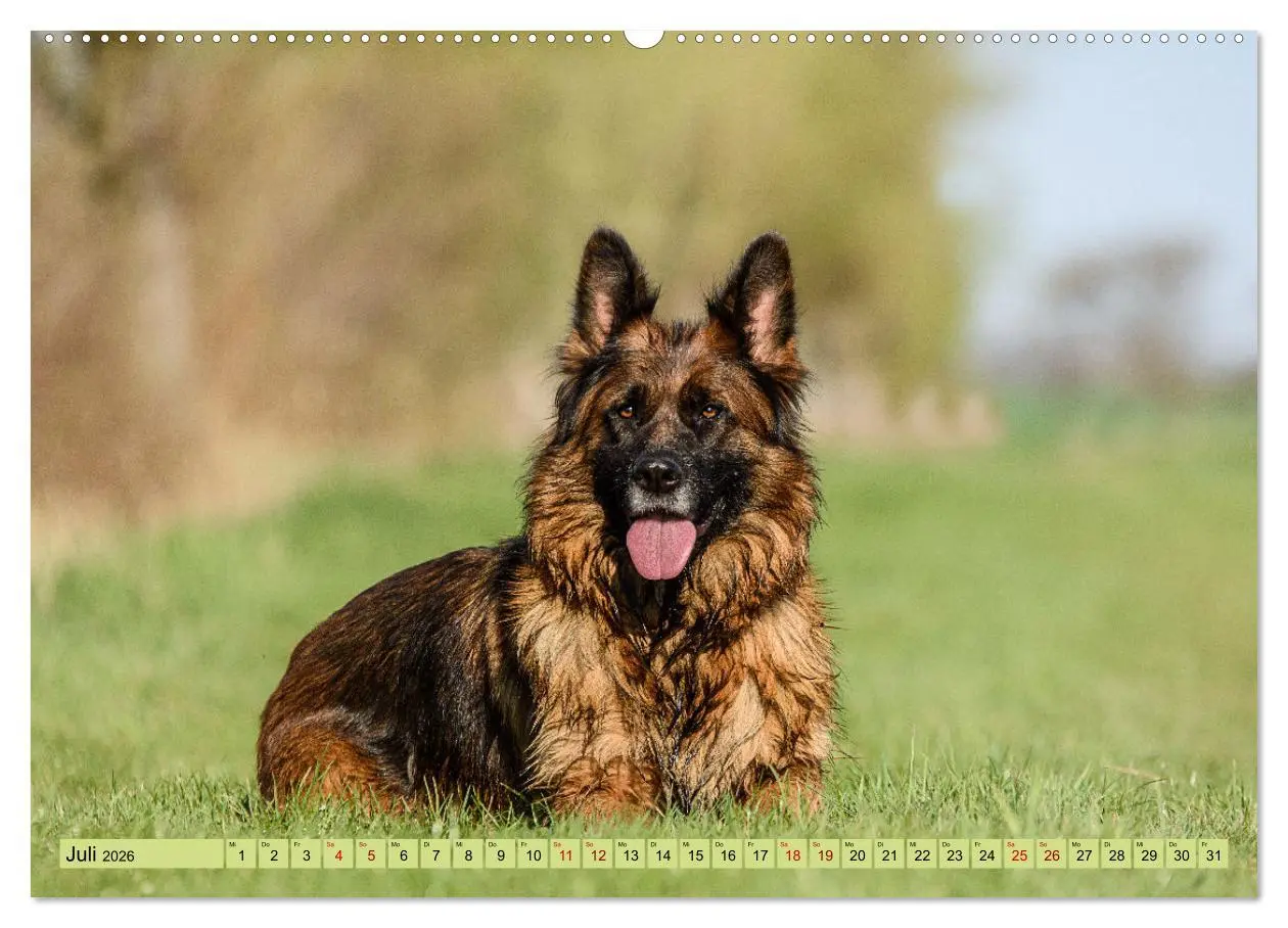 Bild: 9783457517680 | Altdeutsche Schäferhunde - Traumhafte Schäferhunde Langstockhaar...