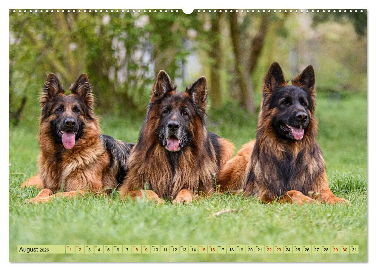 Bild: 9783457517680 | Altdeutsche Schäferhunde - Traumhafte Schäferhunde Langstockhaar...