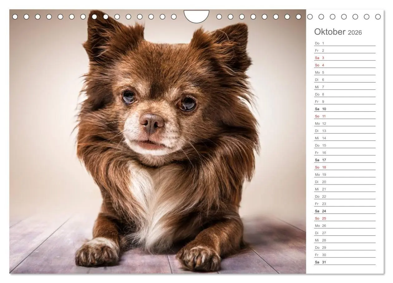 Bild: 9783457997680 | Chihuahua - Die Welt der Kleinen (Wandkalender 2026 DIN A4 quer),...