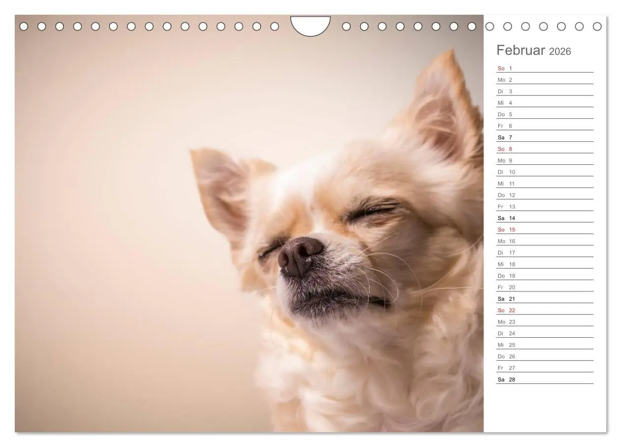 Bild: 9783457997680 | Chihuahua - Die Welt der Kleinen (Wandkalender 2026 DIN A4 quer),...