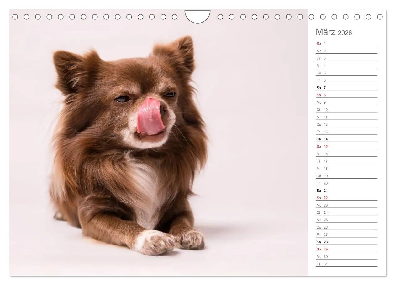Bild: 9783457997680 | Chihuahua - Die Welt der Kleinen (Wandkalender 2026 DIN A4 quer),...