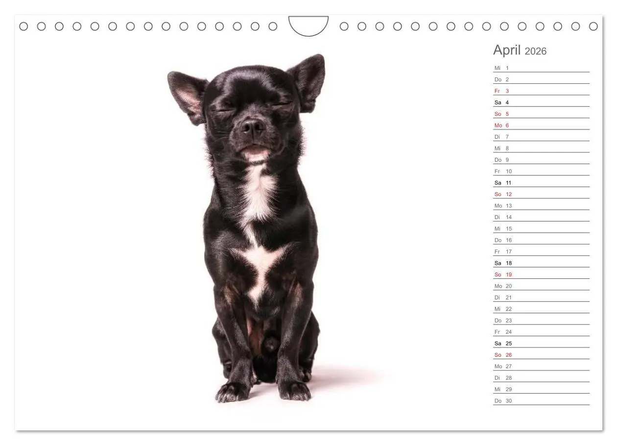 Bild: 9783457997680 | Chihuahua - Die Welt der Kleinen (Wandkalender 2026 DIN A4 quer),...