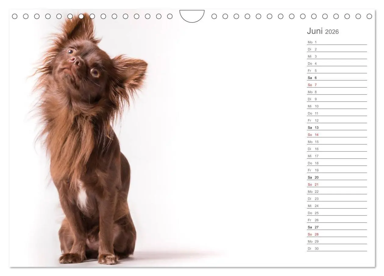 Bild: 9783457997680 | Chihuahua - Die Welt der Kleinen (Wandkalender 2026 DIN A4 quer),...