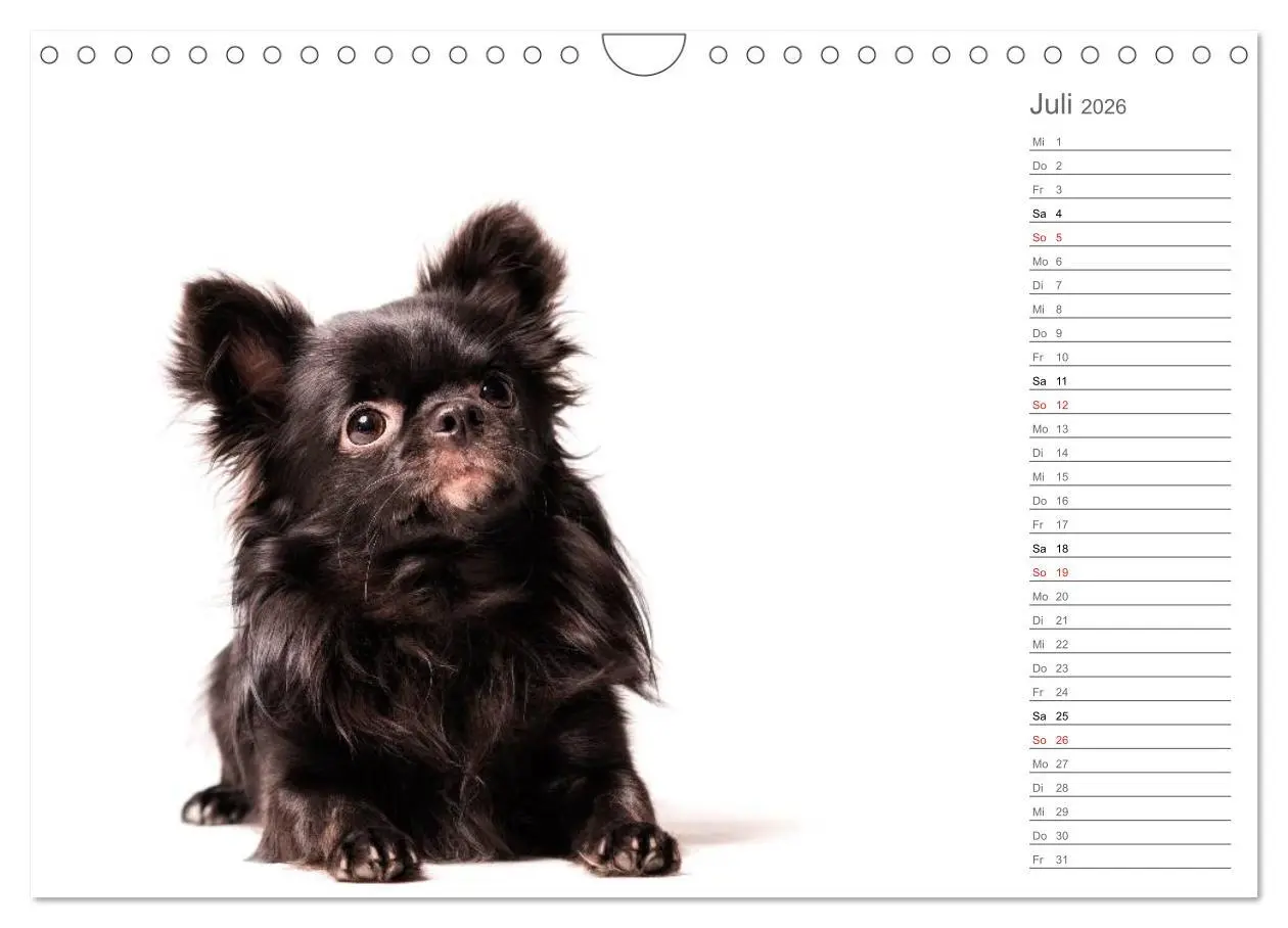 Bild: 9783457997680 | Chihuahua - Die Welt der Kleinen (Wandkalender 2026 DIN A4 quer),...