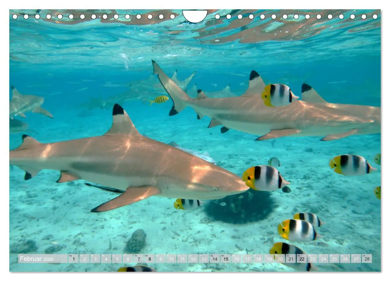 Bild: 9783457788080 | Bora Bora - Strände und Landschaften (Wandkalender 2026 DIN A4...