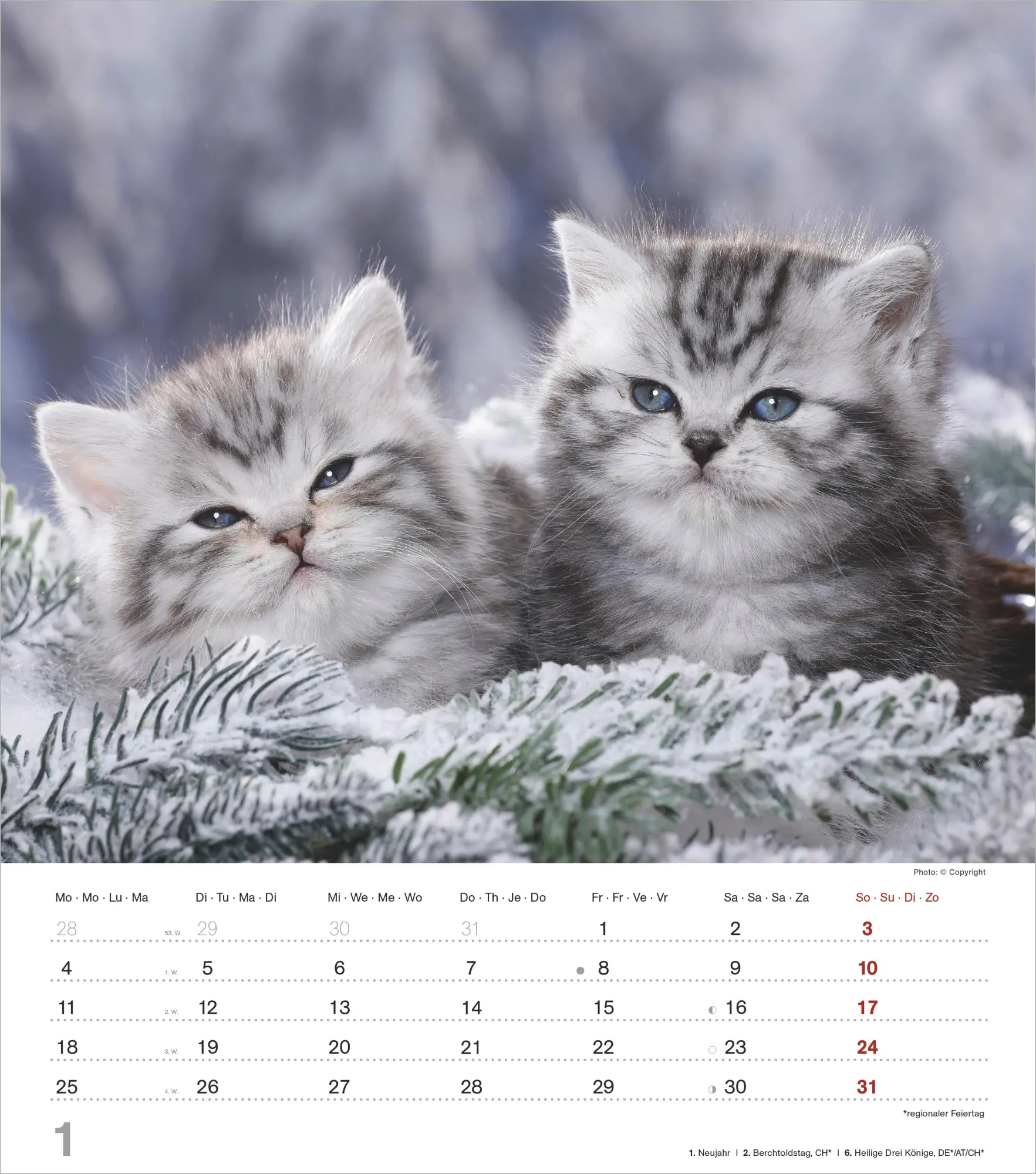 Bild: 4069095018280 | Niedliche Katzenkinder 2027 | Neumann Verlage GmbH &amp; Co KG | Kalender