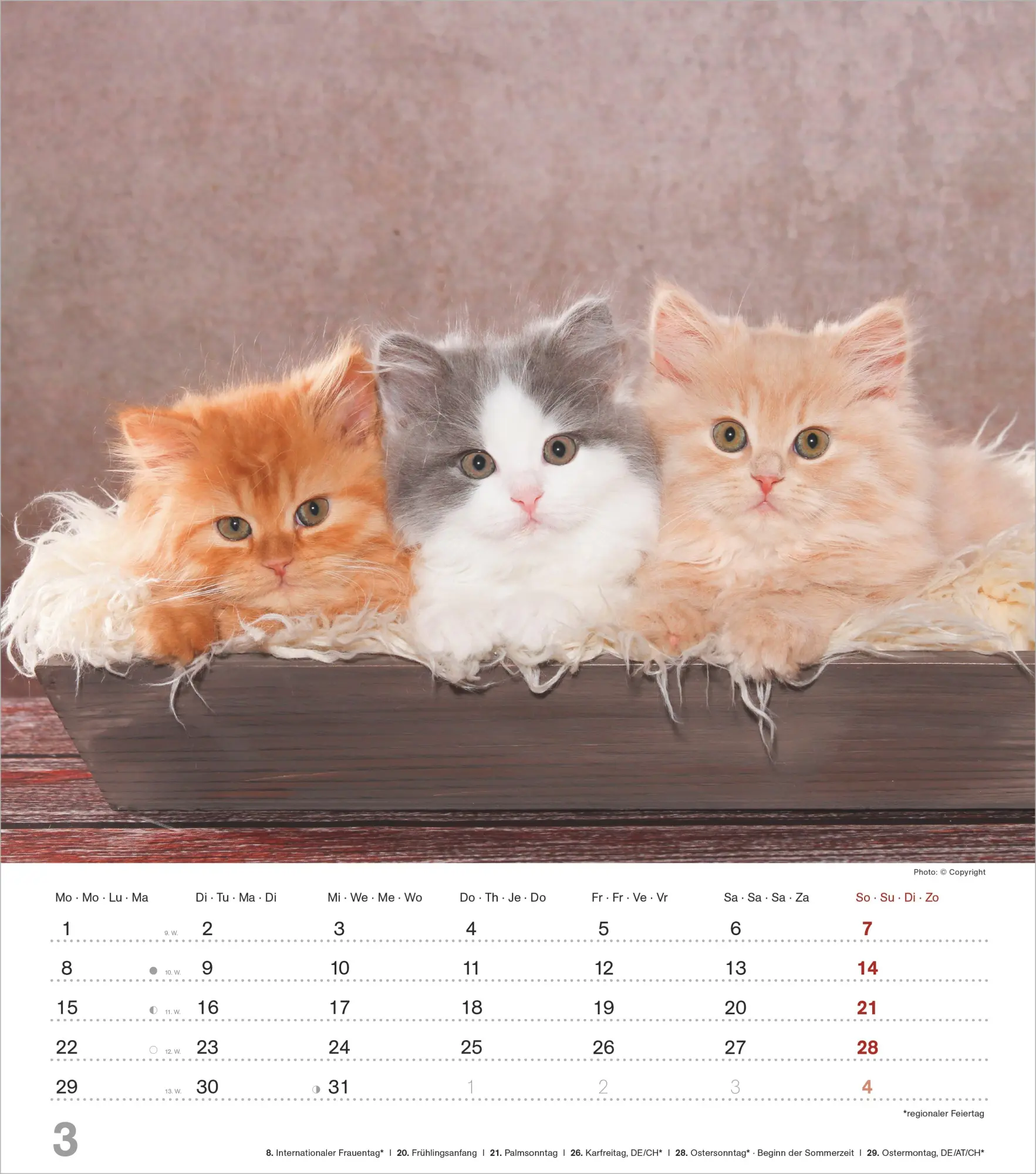 Bild: 4069095018280 | Niedliche Katzenkinder 2027 | Neumann Verlage GmbH &amp; Co KG | Kalender