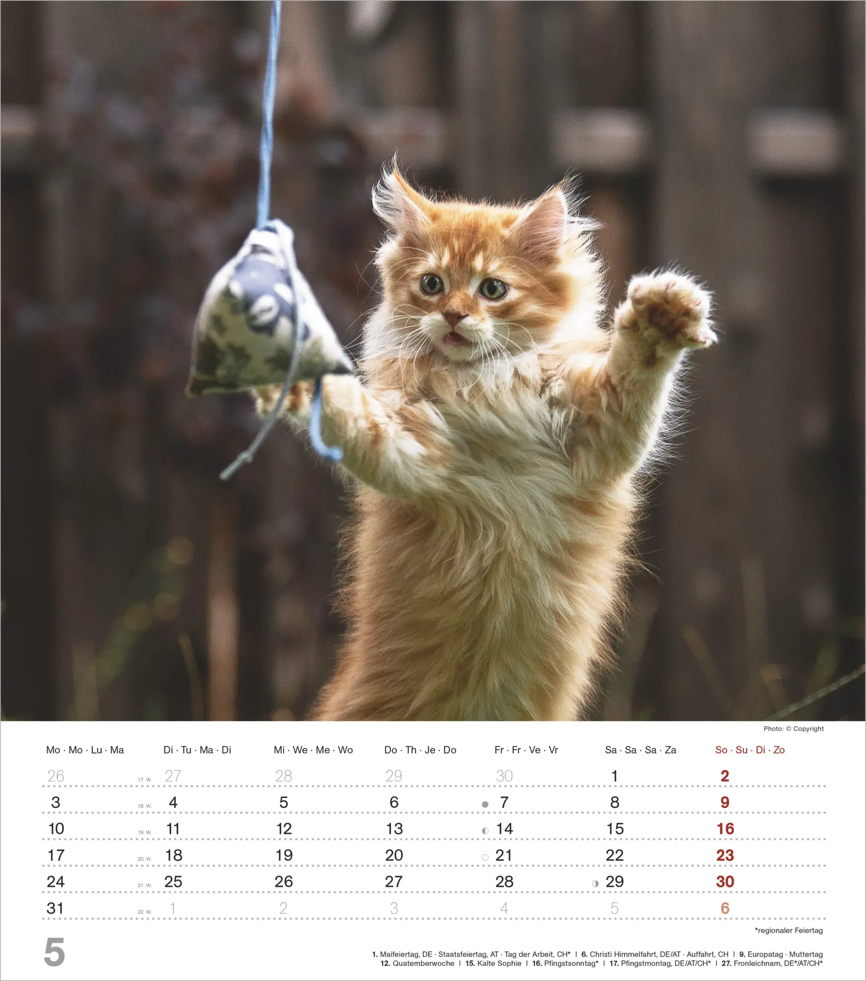 Bild: 4069095018280 | Niedliche Katzenkinder 2027 | Neumann Verlage GmbH &amp; Co KG | Kalender