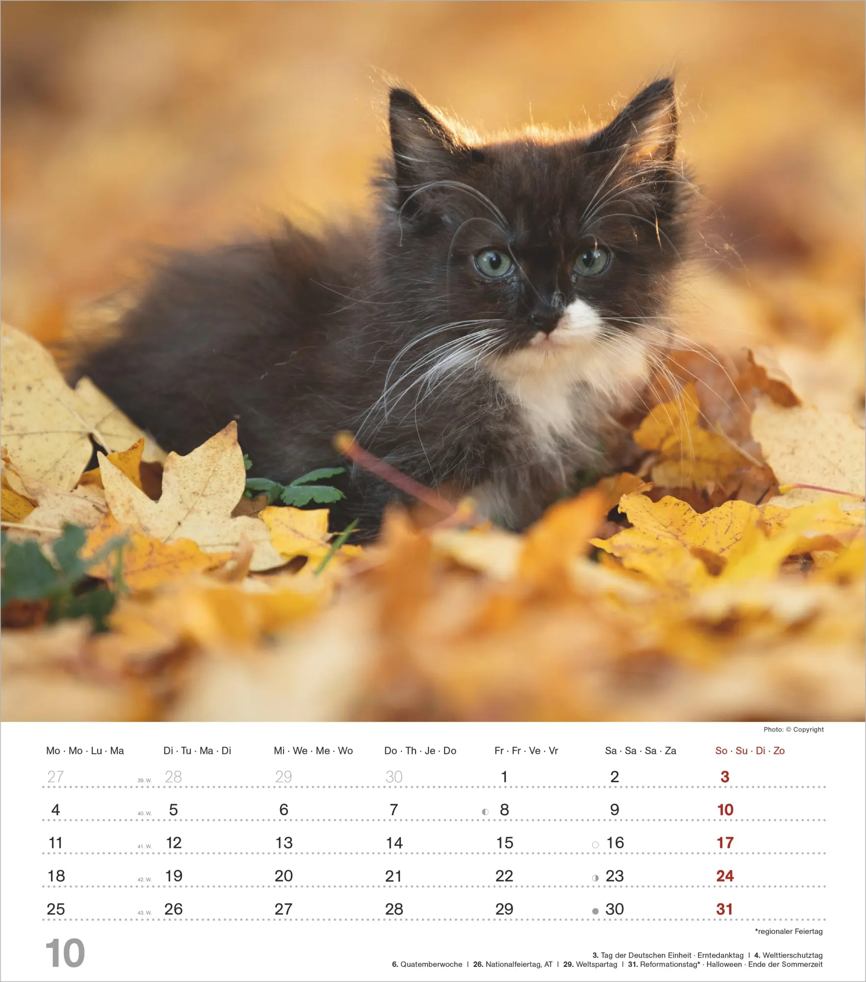 Bild: 4069095018280 | Niedliche Katzenkinder 2027 | Neumann Verlage GmbH &amp; Co KG | Kalender