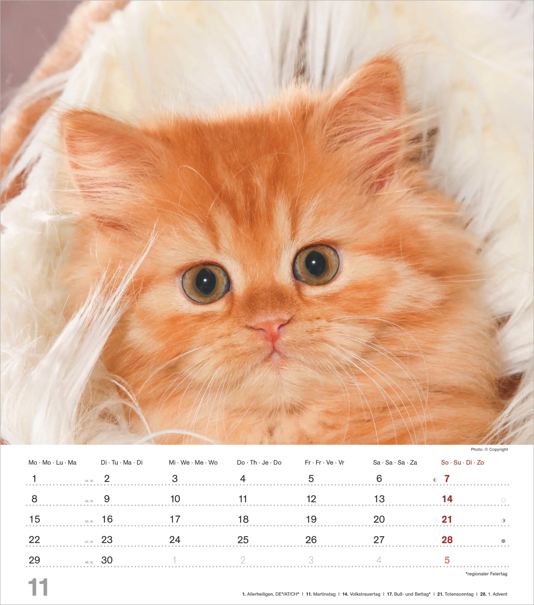 Bild: 4069095018280 | Niedliche Katzenkinder 2027 | Neumann Verlage GmbH &amp; Co KG | Kalender