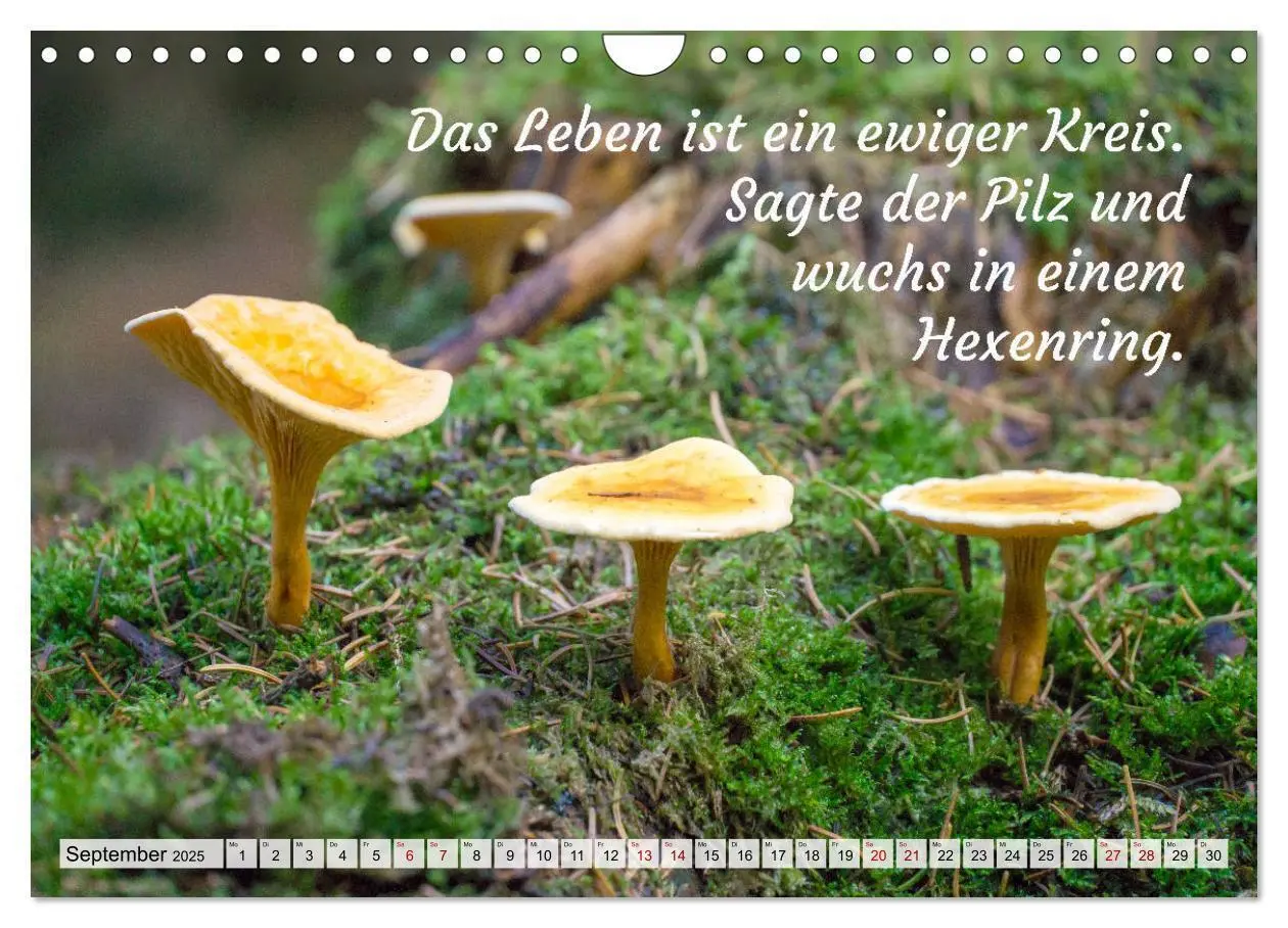Bild: 9783435128280 | Junge, was hast du`s eilig (Wandkalender 2025 DIN A4 quer),...