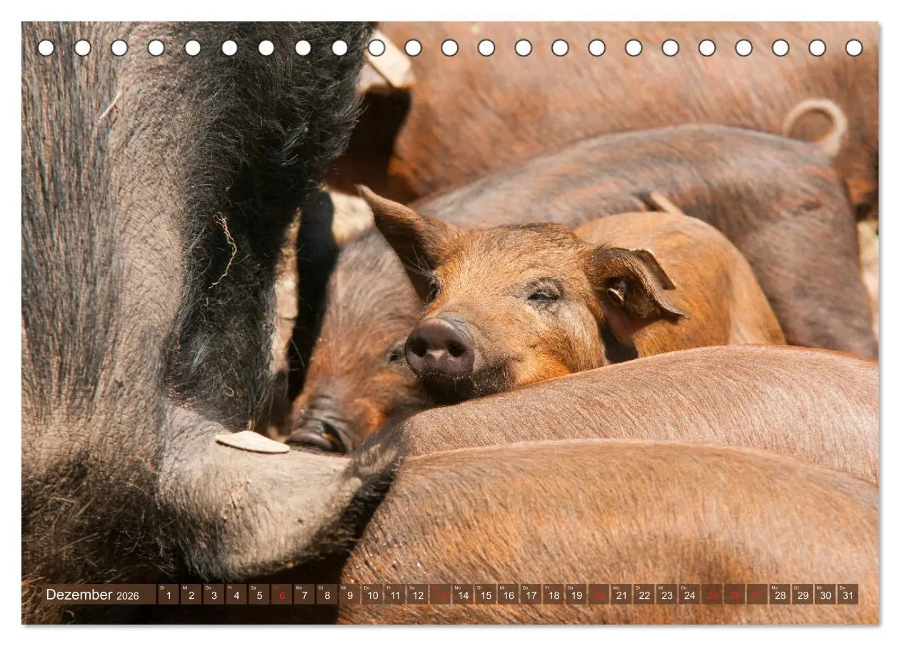 Bild: 9783457768280 | Glückliche Schweine Berkshire-Iberico Ferkel (Tischkalender 2026...