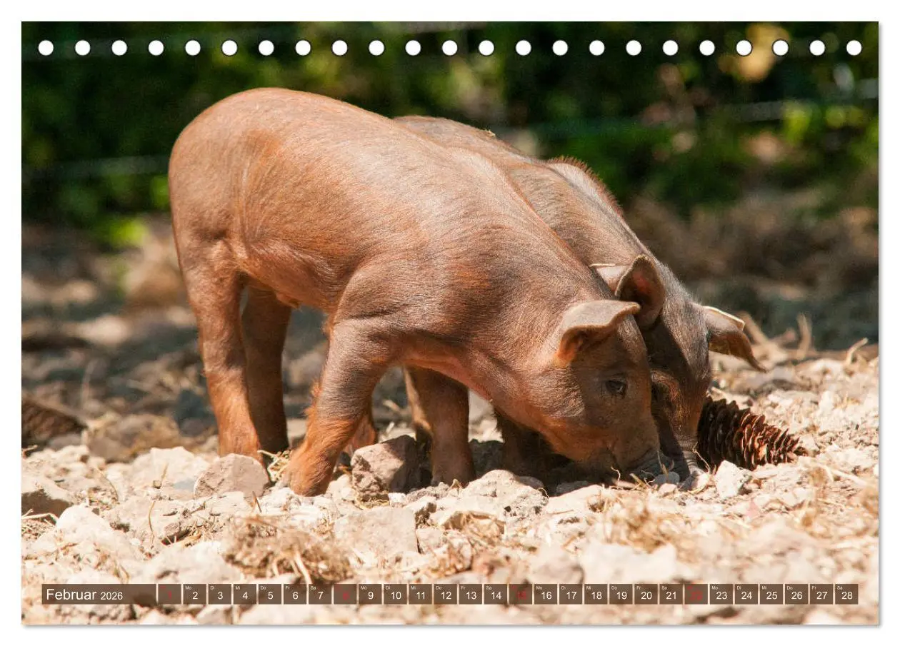 Bild: 9783457768280 | Glückliche Schweine Berkshire-Iberico Ferkel (Tischkalender 2026...