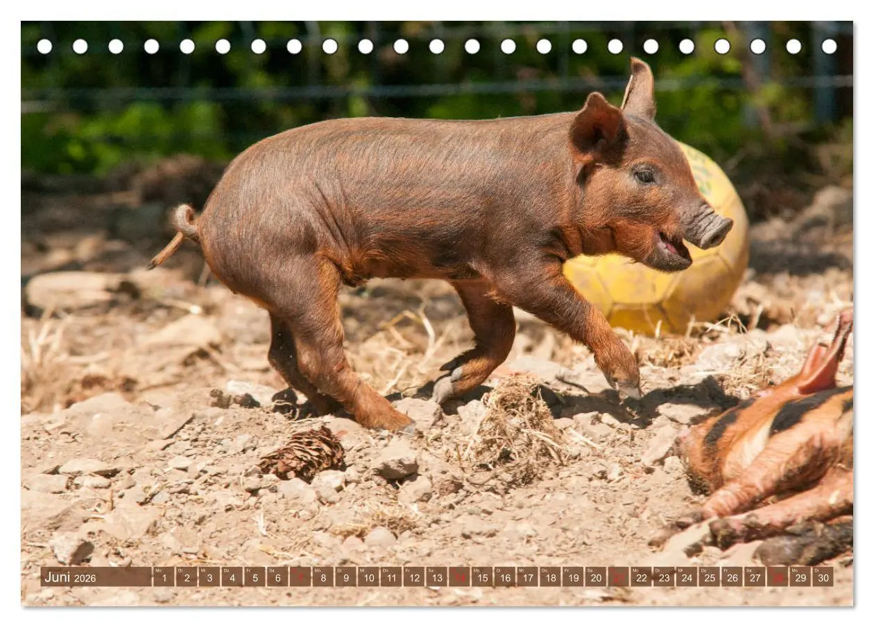 Bild: 9783457768280 | Glückliche Schweine Berkshire-Iberico Ferkel (Tischkalender 2026...