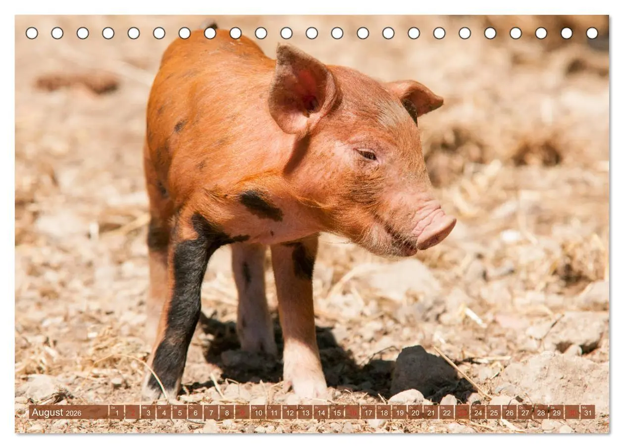 Bild: 9783457768280 | Glückliche Schweine Berkshire-Iberico Ferkel (Tischkalender 2026...
