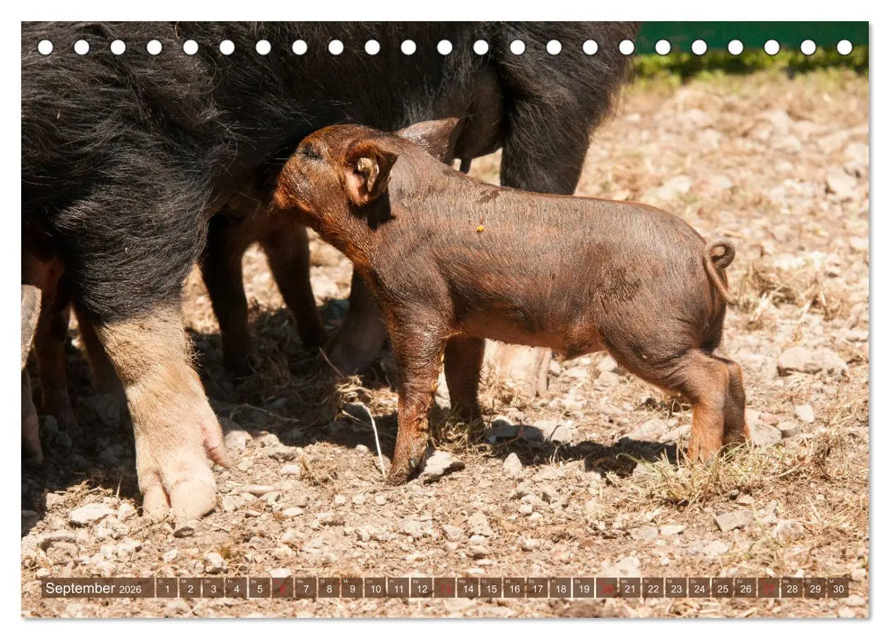 Bild: 9783457768280 | Glückliche Schweine Berkshire-Iberico Ferkel (Tischkalender 2026...