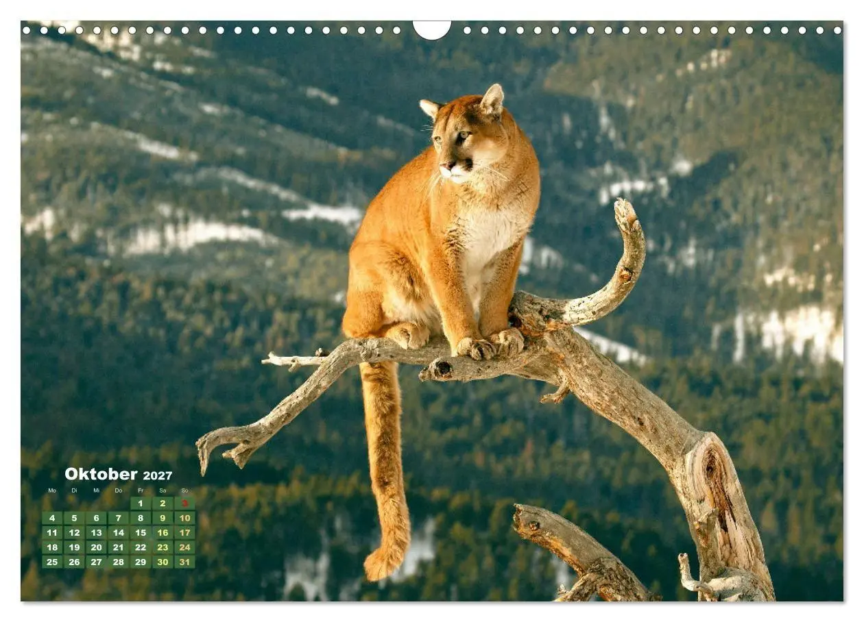 Bild: 9783569188280 | Puma: Auf leisen Pfoten (Wandkalender 2027 DIN A3 quer), CALVENDO...