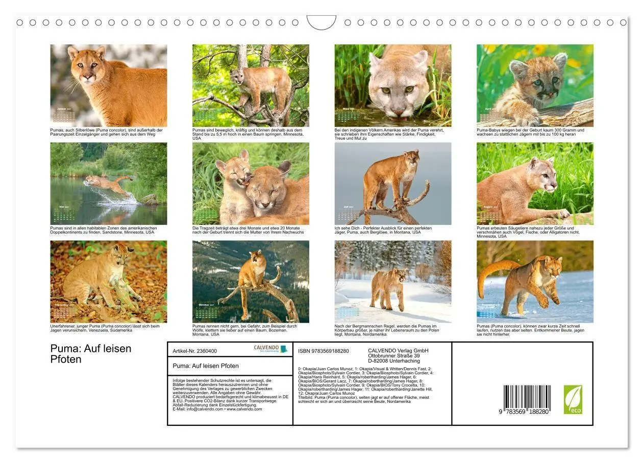 Bild: 9783569188280 | Puma: Auf leisen Pfoten (Wandkalender 2027 DIN A3 quer), CALVENDO...