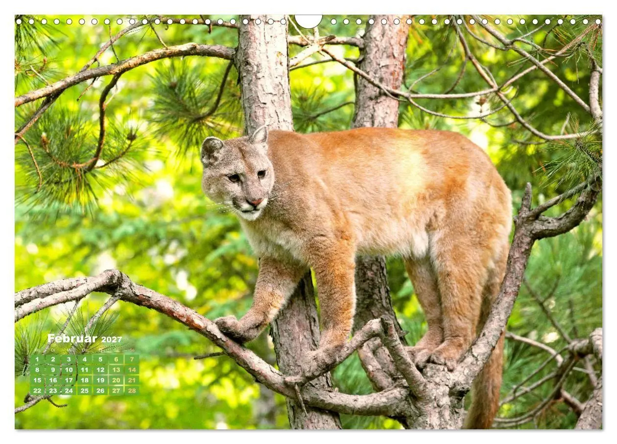 Bild: 9783569188280 | Puma: Auf leisen Pfoten (Wandkalender 2027 DIN A3 quer), CALVENDO...