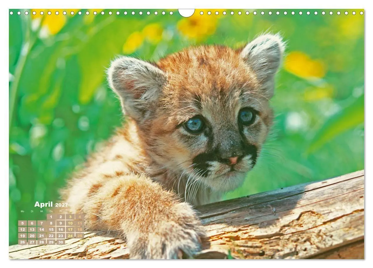 Bild: 9783569188280 | Puma: Auf leisen Pfoten (Wandkalender 2027 DIN A3 quer), CALVENDO...