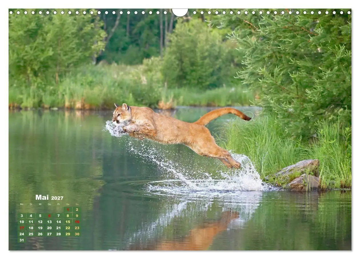 Bild: 9783569188280 | Puma: Auf leisen Pfoten (Wandkalender 2027 DIN A3 quer), CALVENDO...