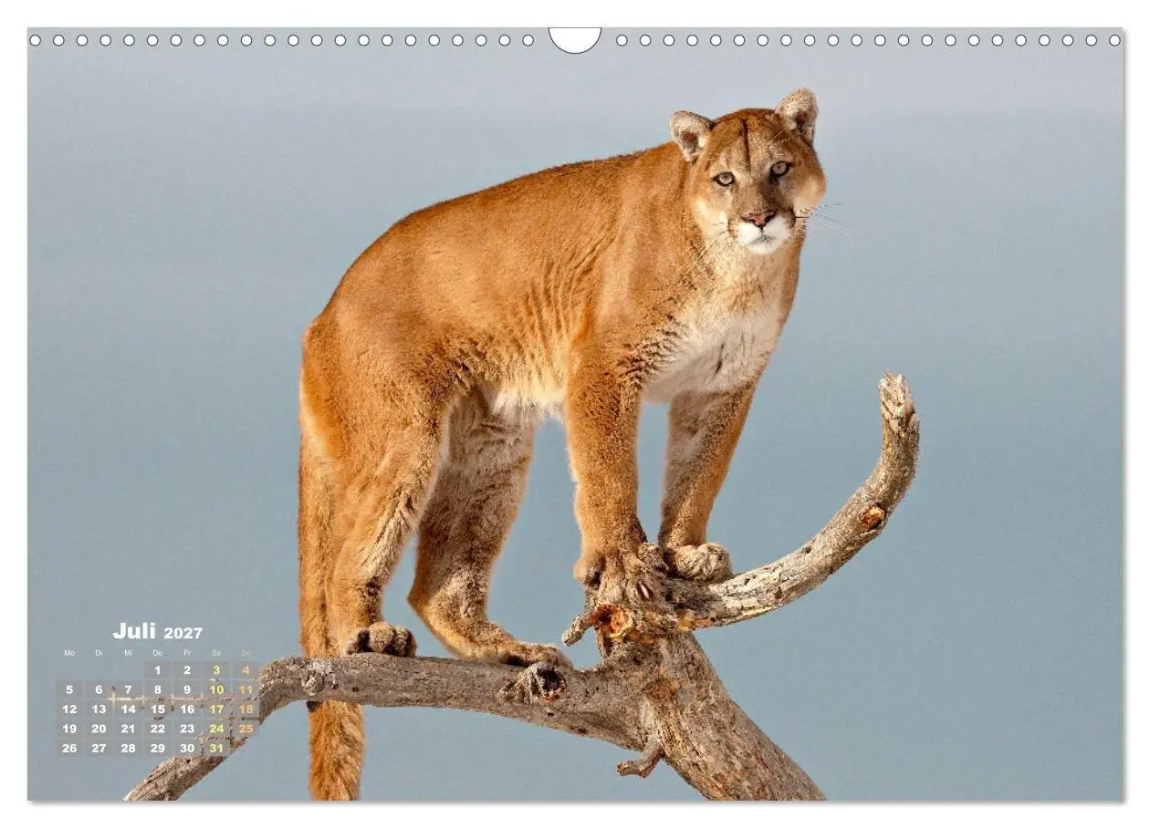 Bild: 9783569188280 | Puma: Auf leisen Pfoten (Wandkalender 2027 DIN A3 quer), CALVENDO...