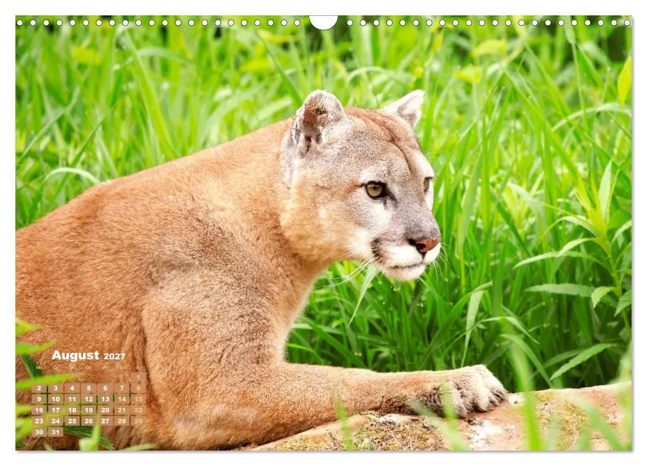 Bild: 9783569188280 | Puma: Auf leisen Pfoten (Wandkalender 2027 DIN A3 quer), CALVENDO...