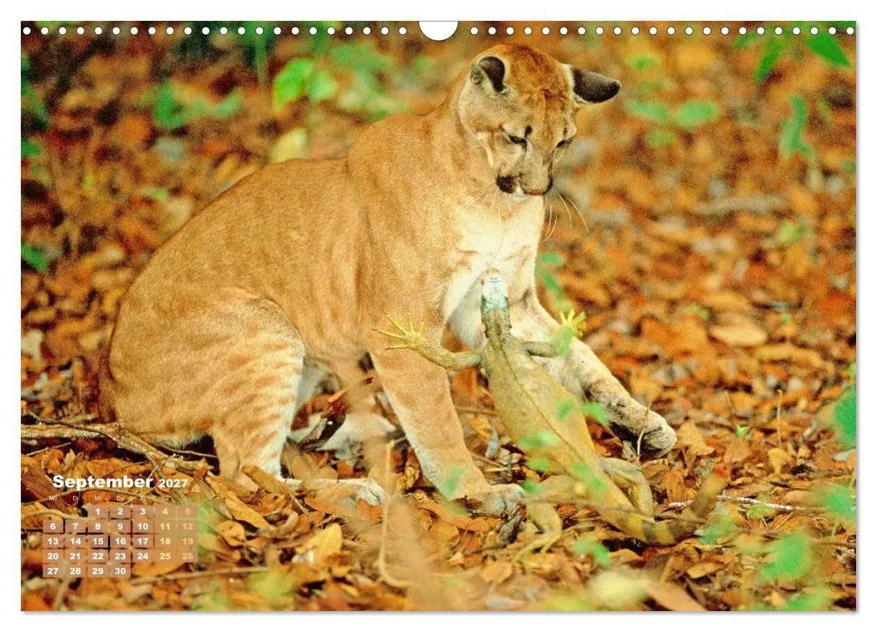 Bild: 9783569188280 | Puma: Auf leisen Pfoten (Wandkalender 2027 DIN A3 quer), CALVENDO...