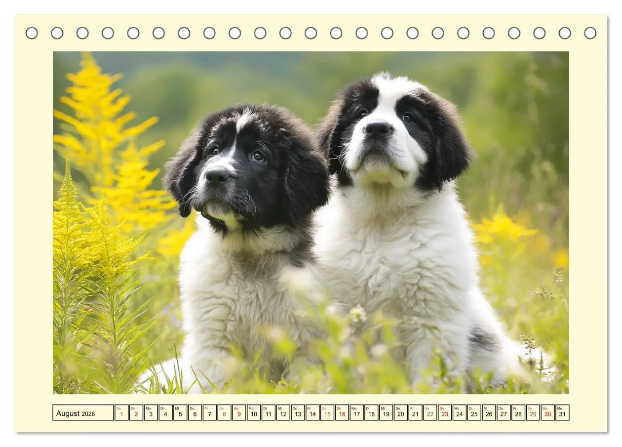 Bild: 9783457758380 | Landseer in der Natur. Majestätische und sanfte Hundeseelen...