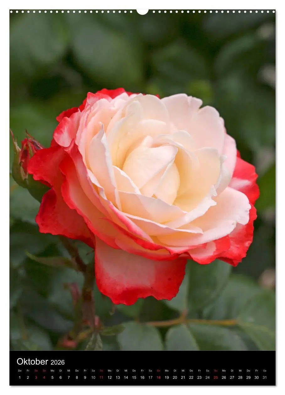 Bild: 9783516468380 | Zauberhafte Rosen (Wandkalender 2026 DIN A2 hoch), CALVENDO...