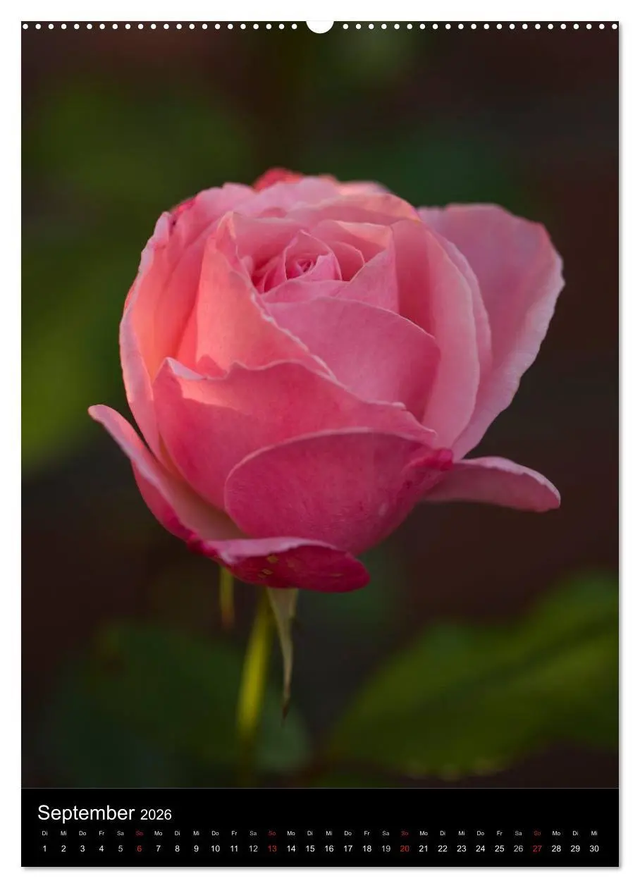 Bild: 9783516468380 | Zauberhafte Rosen (Wandkalender 2026 DIN A2 hoch), CALVENDO...