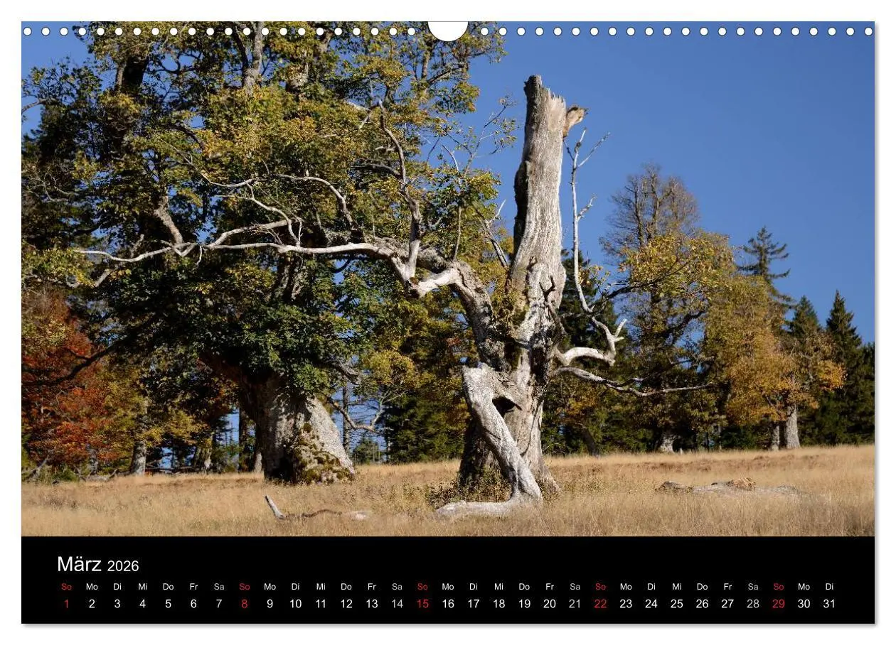 Bild: 9783457988480 | Zauberhafter Bayerischer Wald (Wandkalender 2026 DIN A3 quer),...