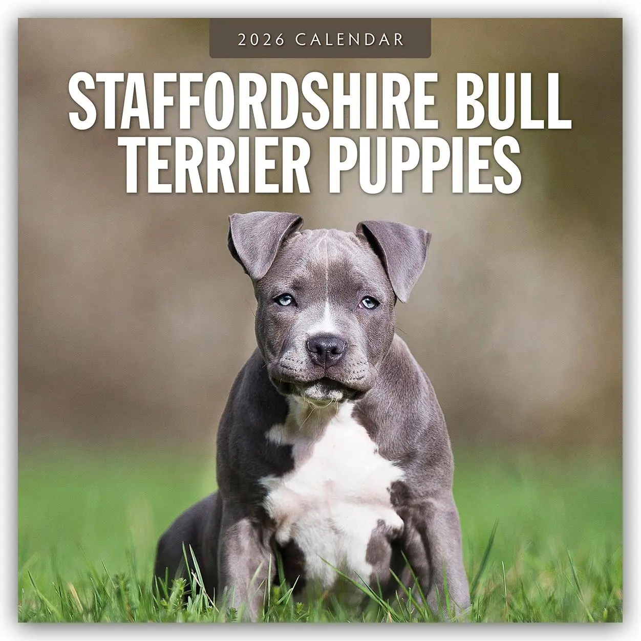 Cover: 9781804428580 | Staffordshire Bull Terrier Puppies 2026 Square Wall Calendar | Robin