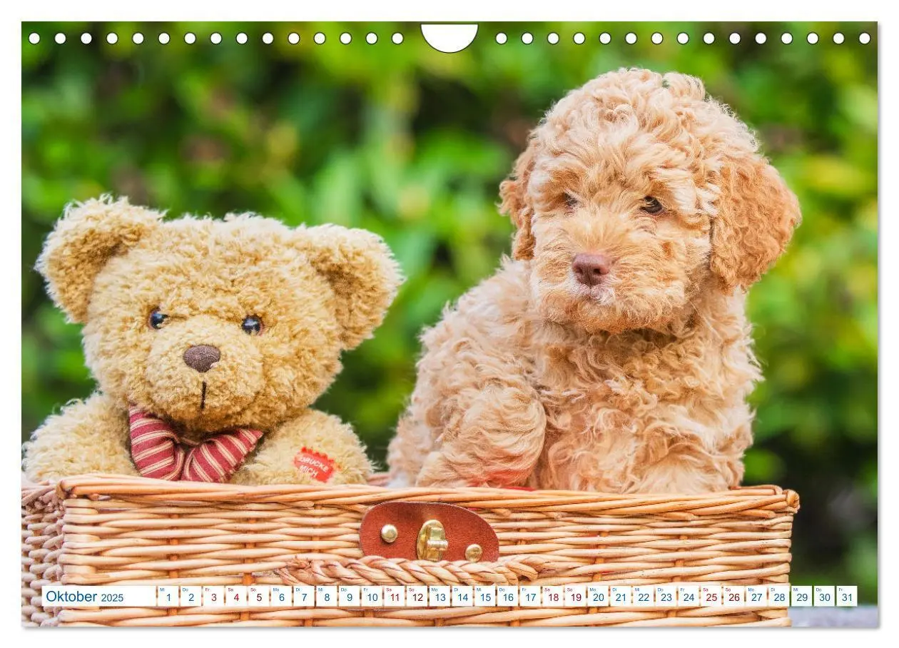 Bild: 9783435028580 | Lagotto Romagnolo - Bilder aus der Kinderstube (Wandkalender 2025...