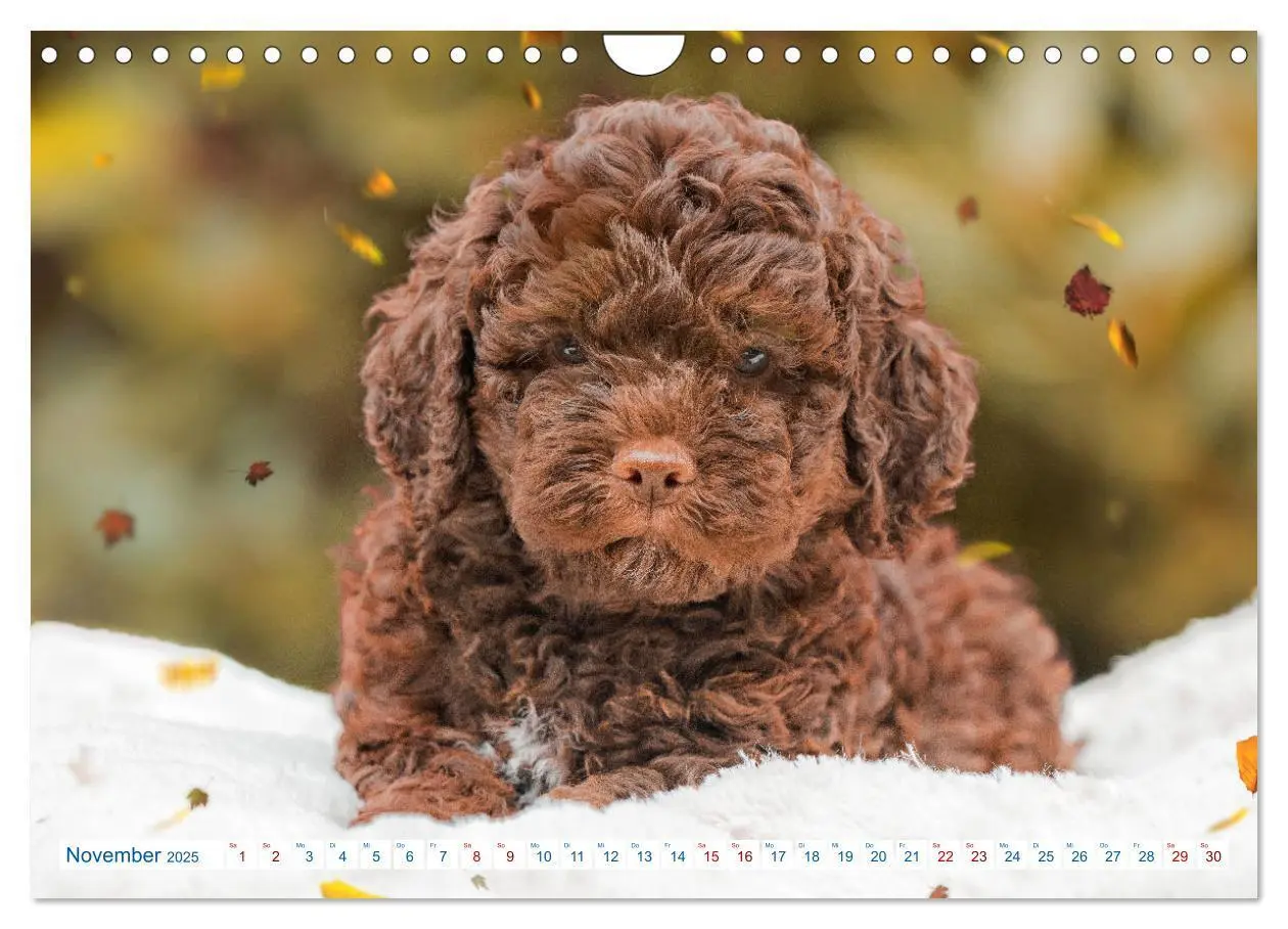 Bild: 9783435028580 | Lagotto Romagnolo - Bilder aus der Kinderstube (Wandkalender 2025...