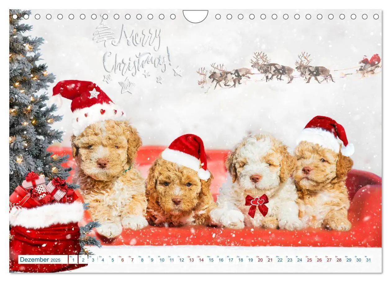 Bild: 9783435028580 | Lagotto Romagnolo - Bilder aus der Kinderstube (Wandkalender 2025...
