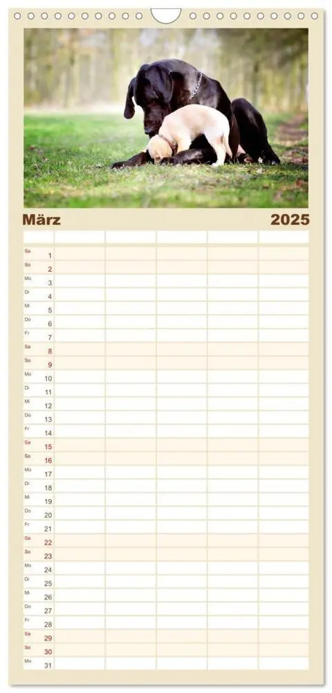 Bild: 9783457118580 | Familienplaner 2025 - Deutsche Doggen / Geburtstagskalender mit 5...