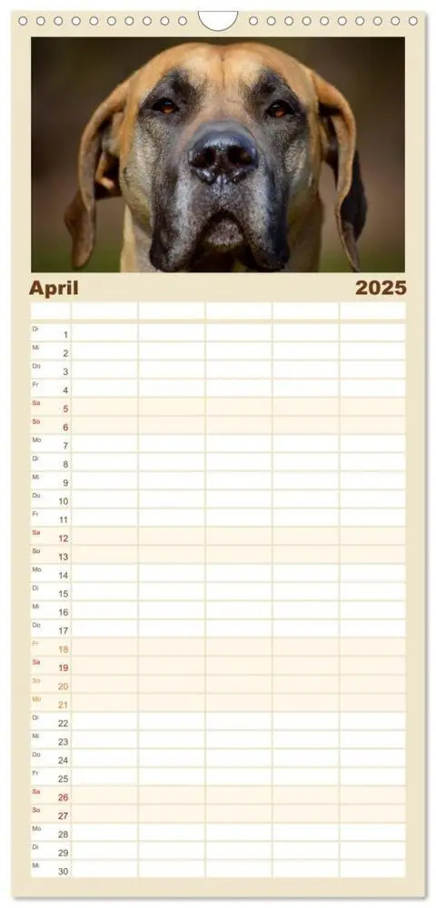 Bild: 9783457118580 | Familienplaner 2025 - Deutsche Doggen / Geburtstagskalender mit 5...