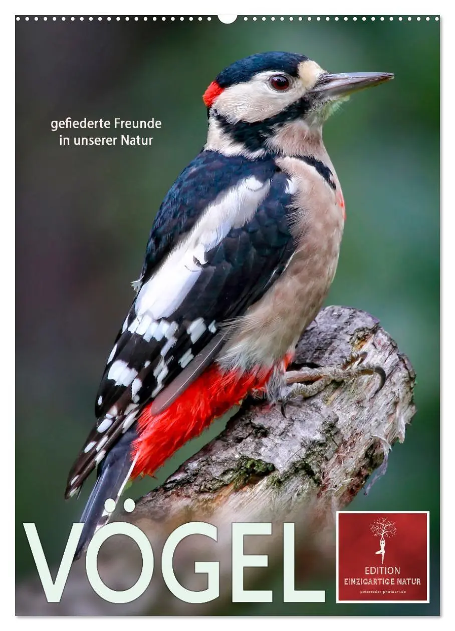 Cover: 9783516368680 | Vögel - gefiederte Freunde in unserer Natur (Wandkalender 2026 DIN...
