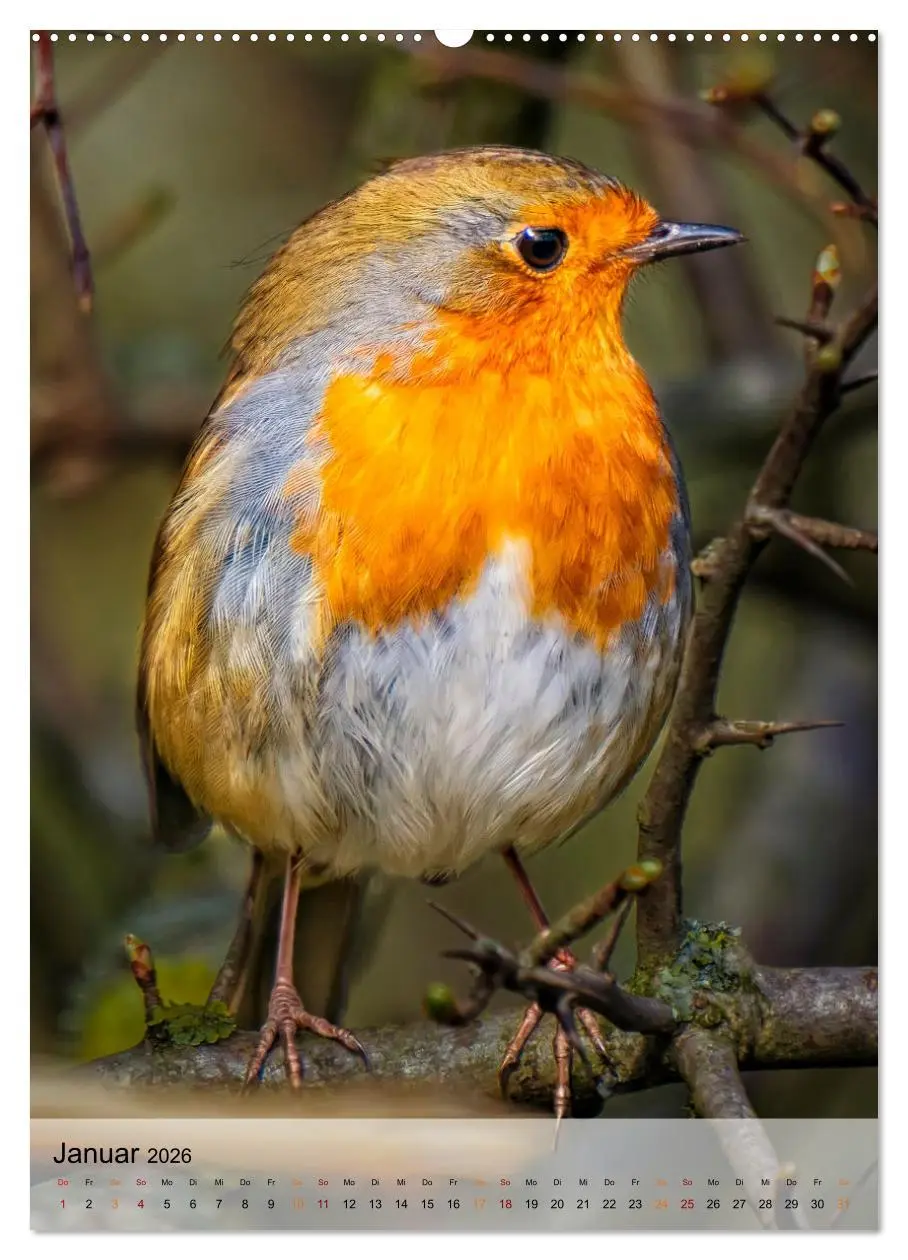 Bild: 9783516368680 | Vögel - gefiederte Freunde in unserer Natur (Wandkalender 2026 DIN...