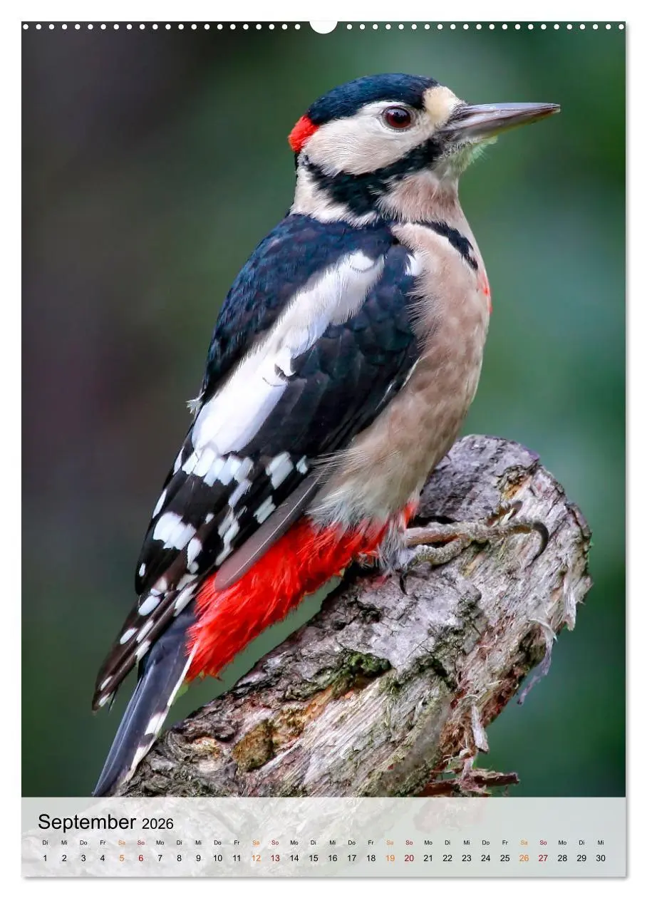 Bild: 9783516368680 | Vögel - gefiederte Freunde in unserer Natur (Wandkalender 2026 DIN...