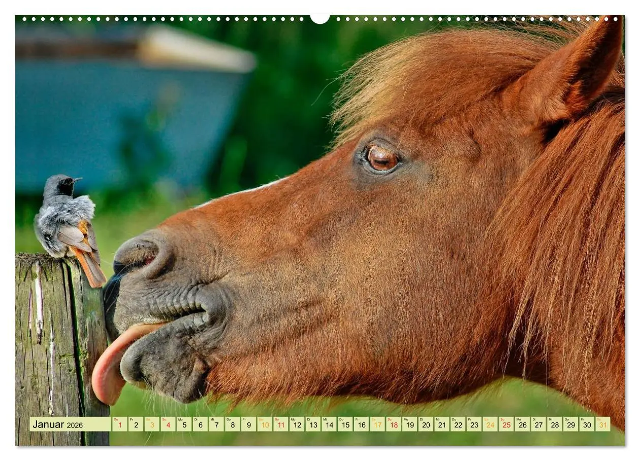 Bild: 9783457948880 | Lustig und verrückt - der ganz andere Tierkalender (Wandkalender...