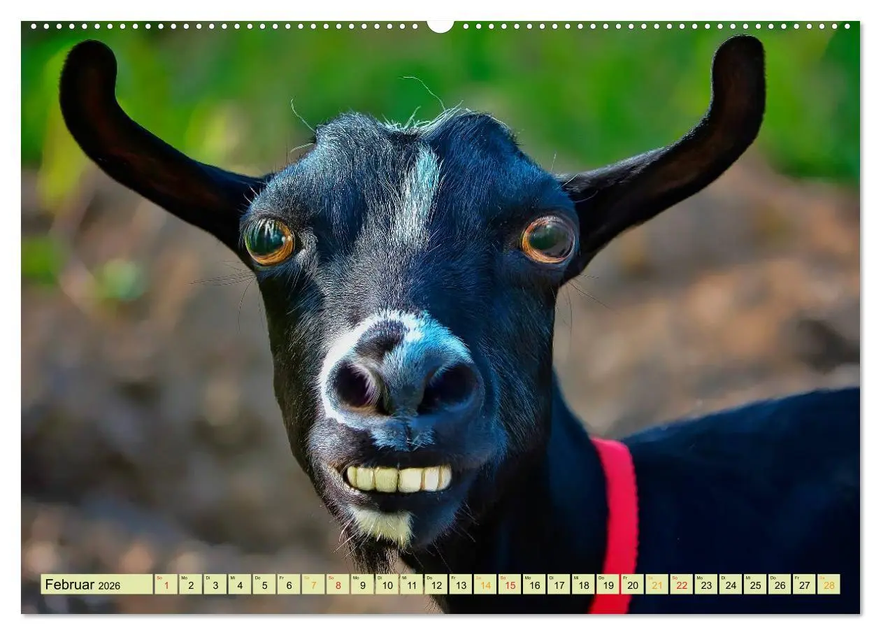 Bild: 9783457948880 | Lustig und verrückt - der ganz andere Tierkalender (Wandkalender...