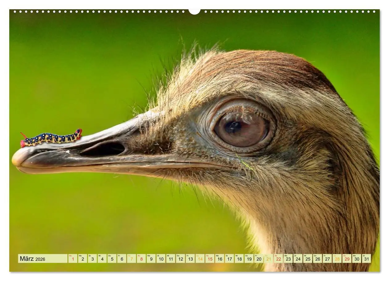 Bild: 9783457948880 | Lustig und verrückt - der ganz andere Tierkalender (Wandkalender...