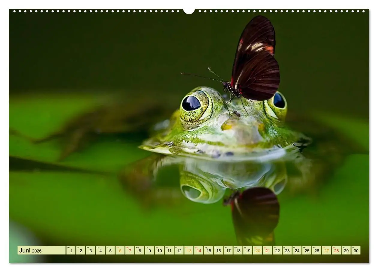 Bild: 9783457948880 | Lustig und verrückt - der ganz andere Tierkalender (Wandkalender...