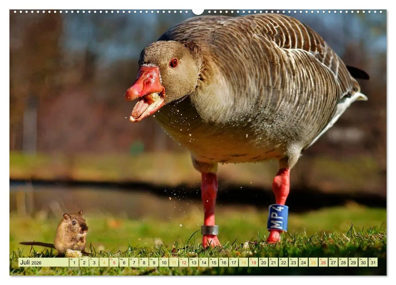 Bild: 9783457948880 | Lustig und verrückt - der ganz andere Tierkalender (Wandkalender...